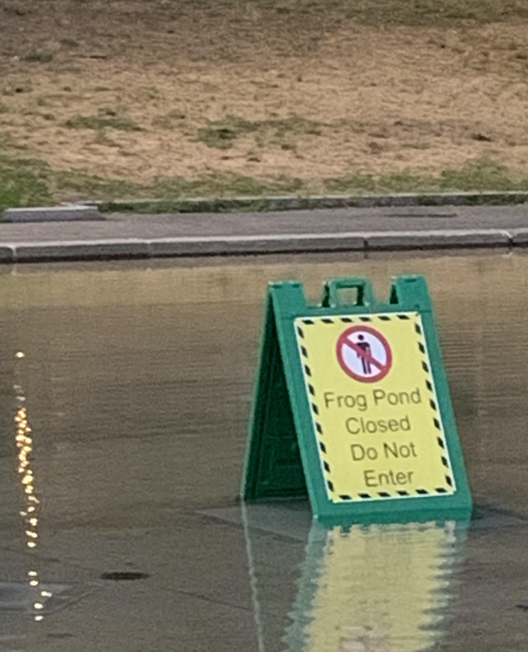 frogs