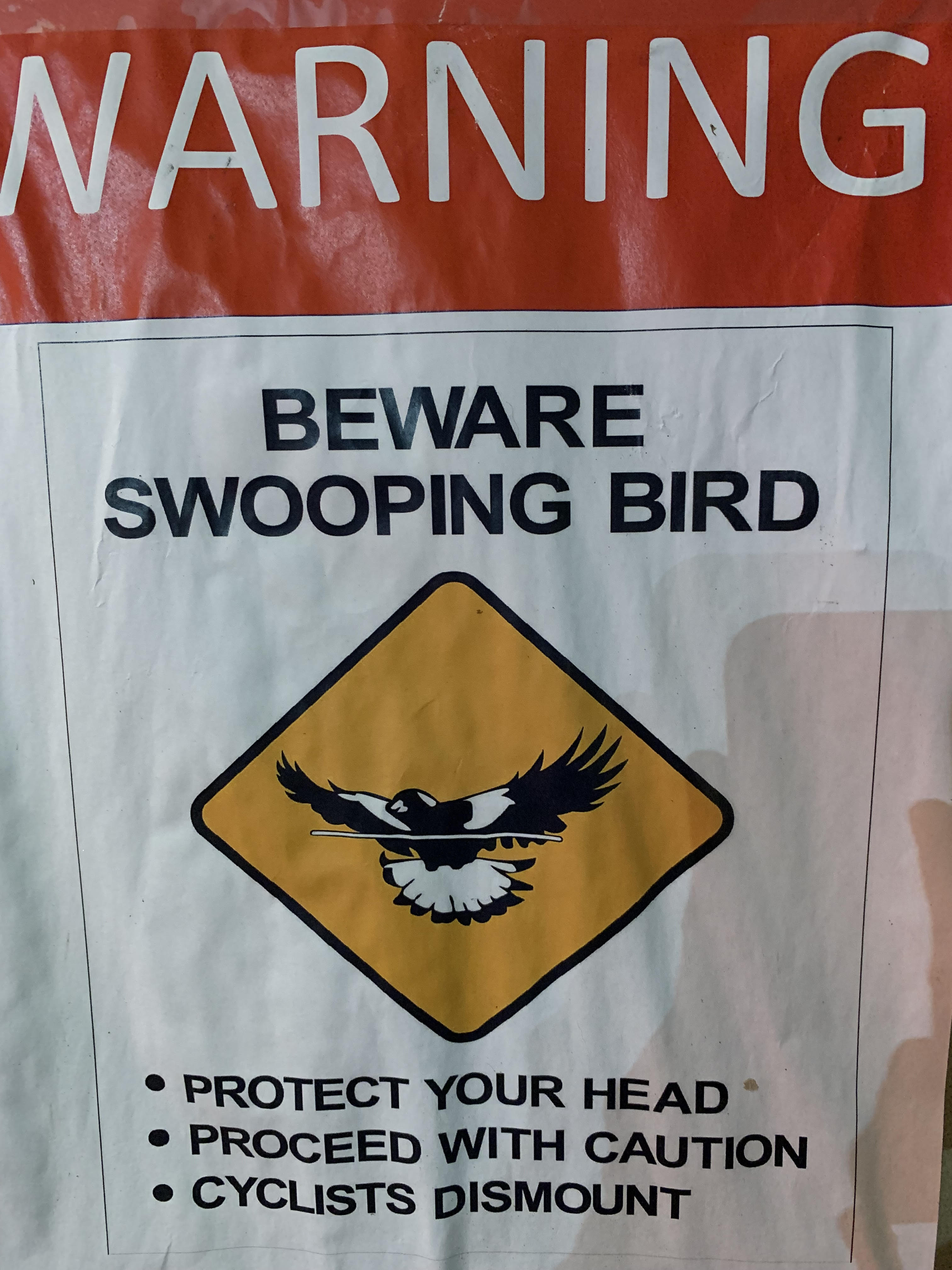 swooping-bird